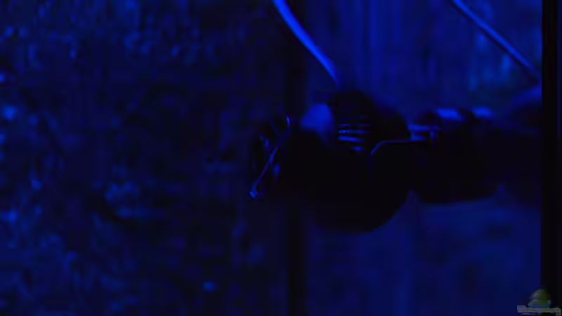 Strömungspumpe von Ayahuasca (9)