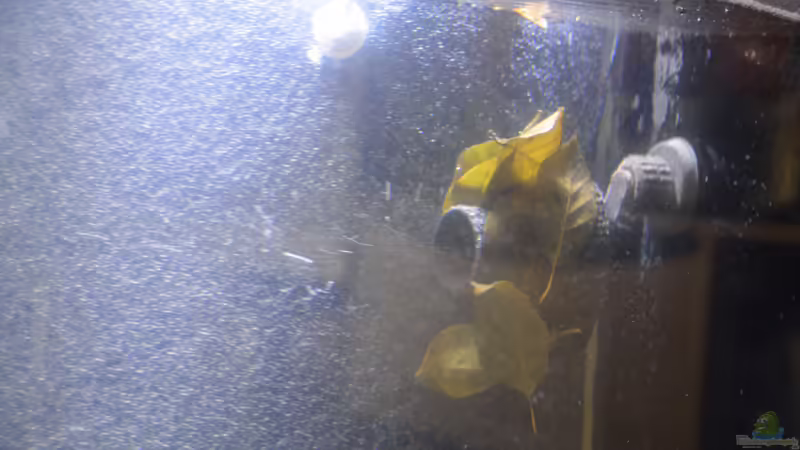 Strömungspumpe von Didi (12)