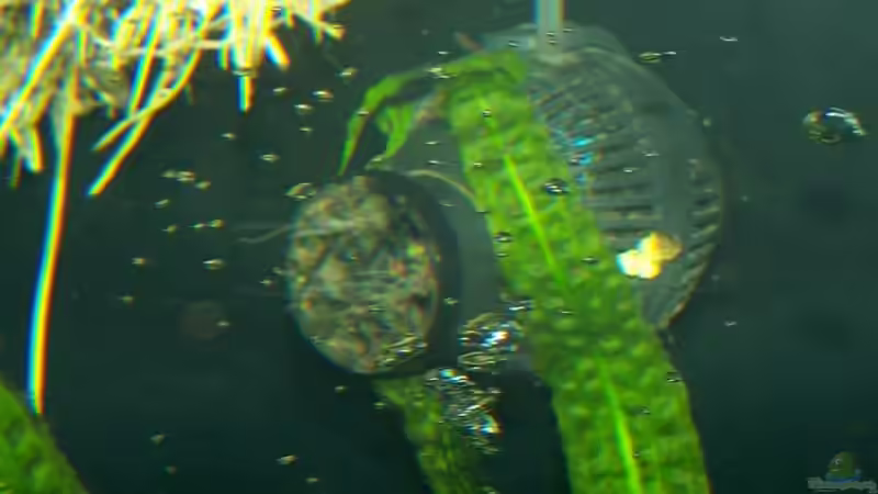 Strömungspumpe von Klabuster (16)