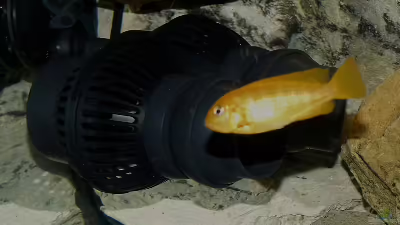 Strömungspumpe von Malawi-Freunde (16)