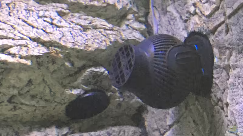 Strömungspumpe von Purki (82)