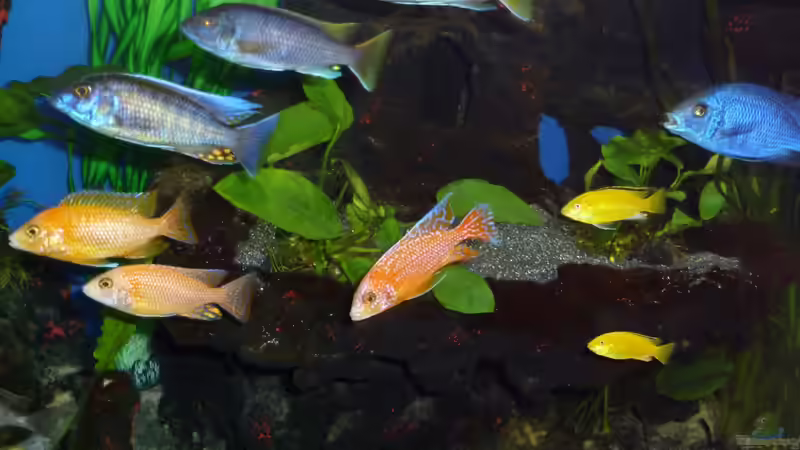 Strömungsschwimmen ist wieder in von Couro (64)