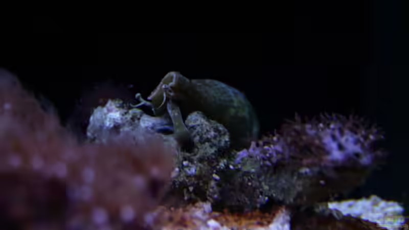 Strombus gibberulus - Flügelschnecke von Susanne Axt (27)