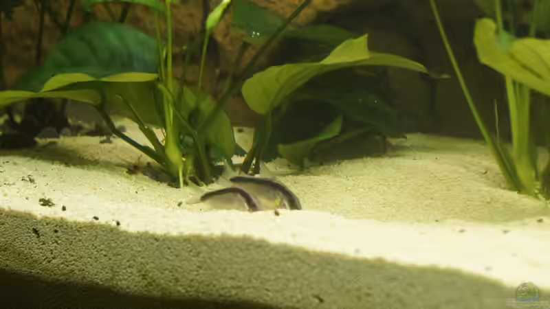 Aquarien für Corydoras arcuatus (Stromlinien-Panzerwels)