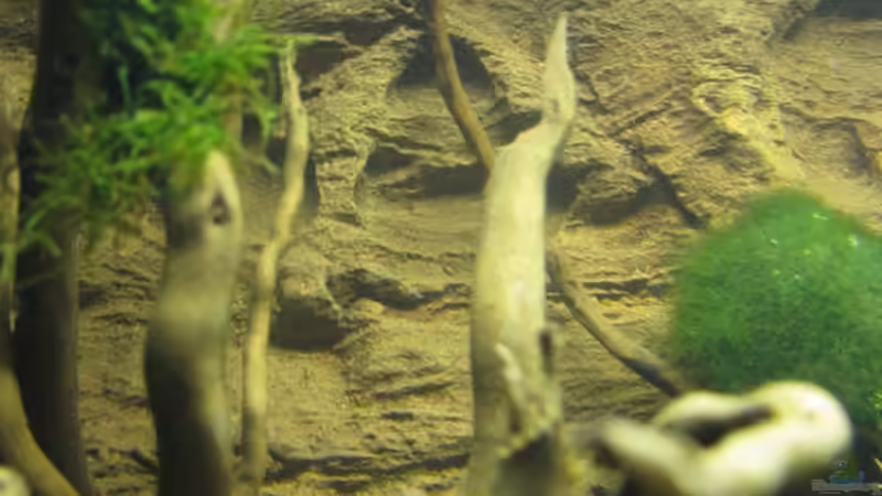 Strucktur -Rückwand von gestresster (Sven) (8)