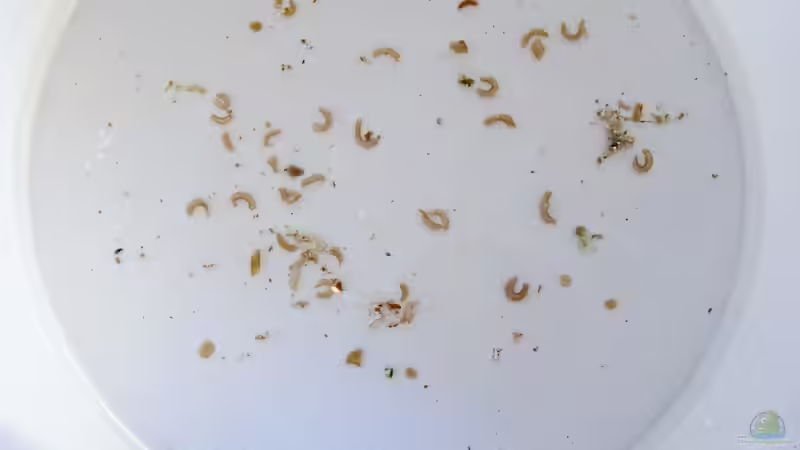 Strudelwürmer von einer einzigen Acropora von Jürgen Krohmer (5)