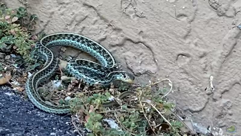 Strumpfbandnattern der Gattung Thamnophis: Haltung, Arten, Verhalten und Besonderheiten