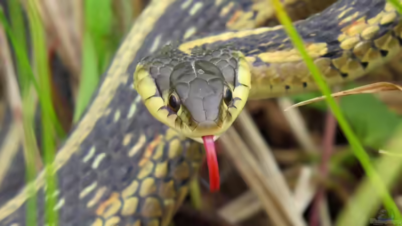 Strumpfbandnattern der Gattung Thamnophis: Haltung, Arten, Verhalten und Besonderheiten