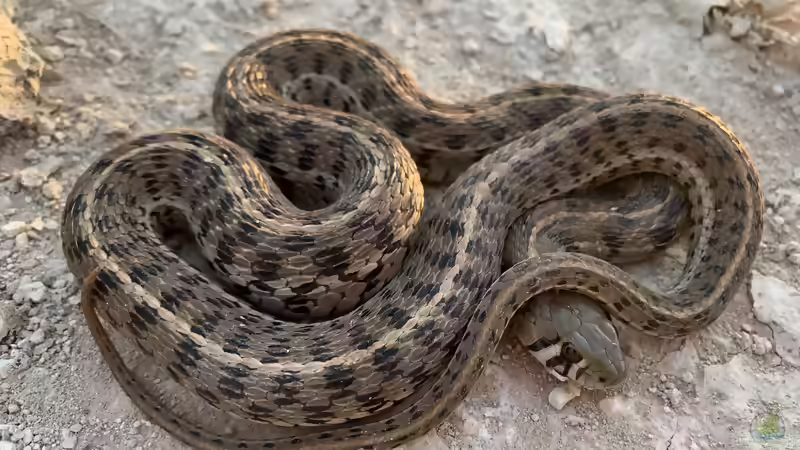 Strumpfbandnattern der Gattung Thamnophis: Haltung, Arten, Verhalten und Besonderheiten