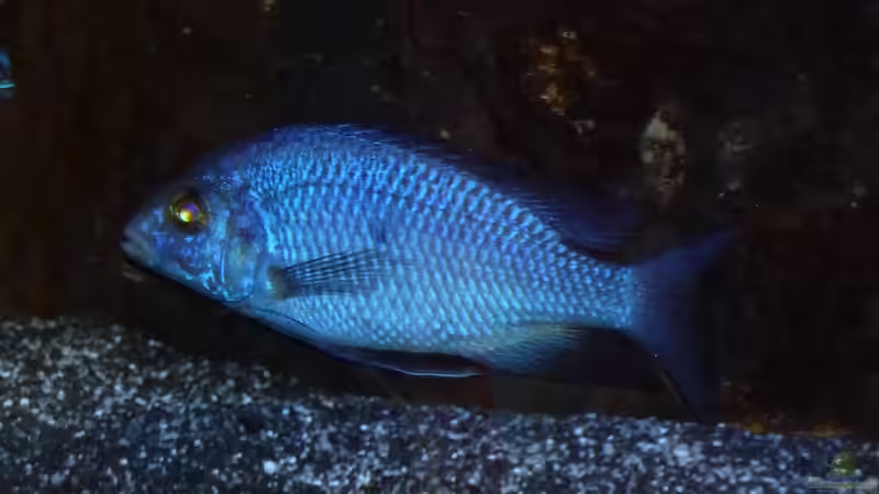 Stuart Granti Bock von Couro (29)