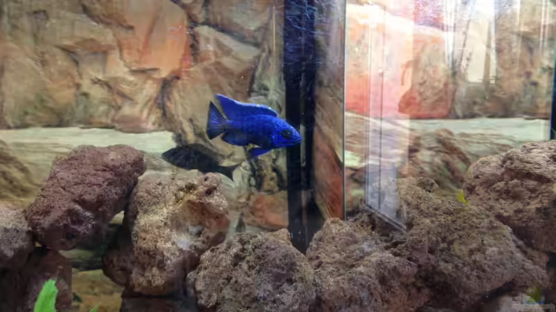 Stuart Granti mit Weibchen von Alexander Mayer (29)