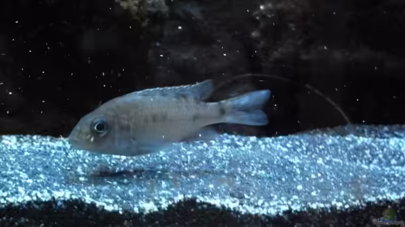 Stuart Granti Weib von Couro (28)