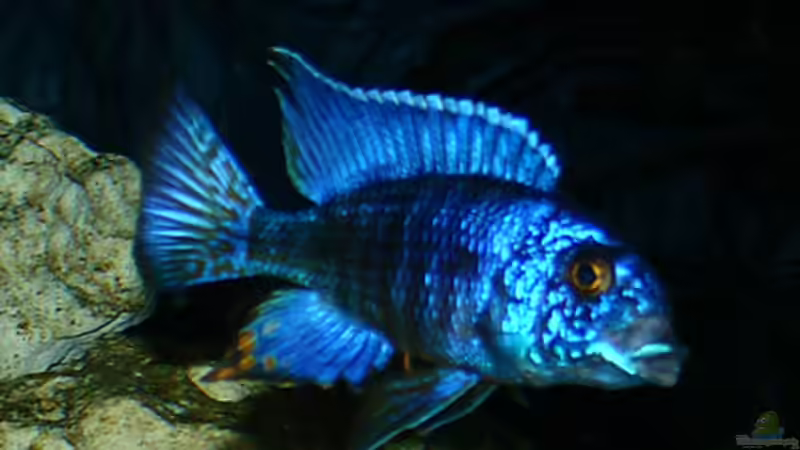 stuartgrandi chilumba ein herrliches blau von Steffen Katterbe (4)