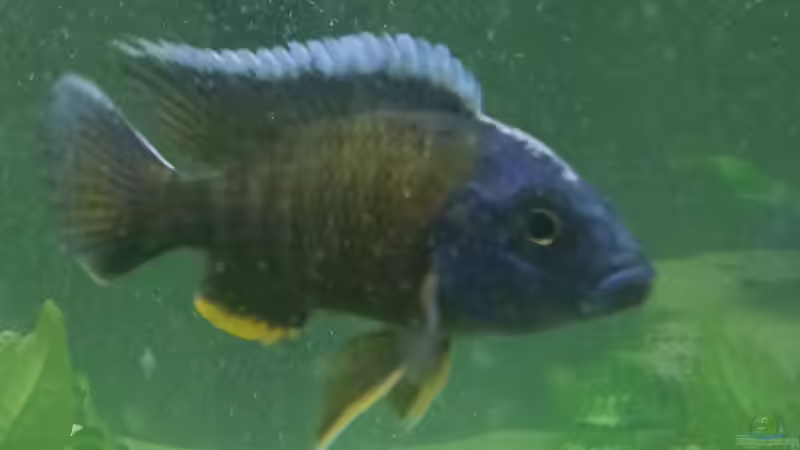 Stuartgranti aber welcher? von KaZe (29)