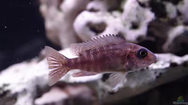 Stuartgranti Ngara Weibchen von Jürgen Stradner (12)