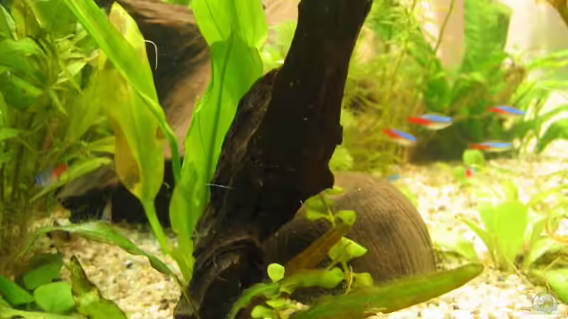 Stück von einer wurzel hochkant in den kies gesteckt von andi.B (19)