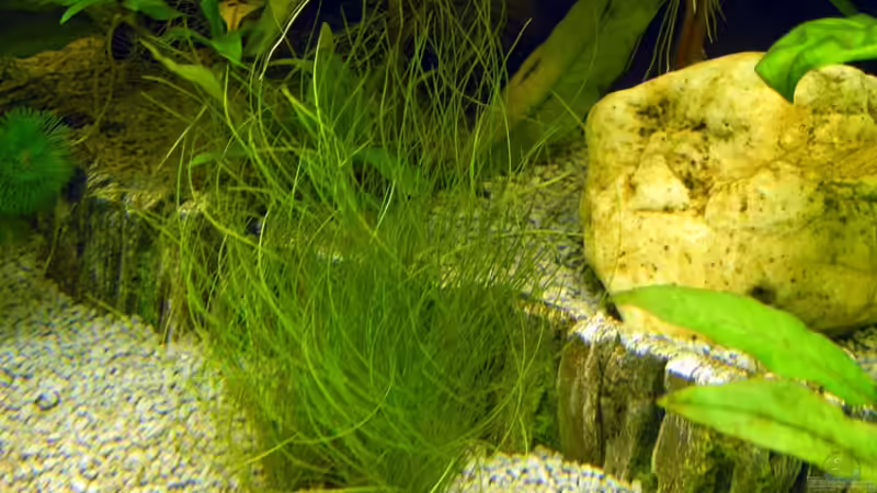 Stufe von Fossybear (18)