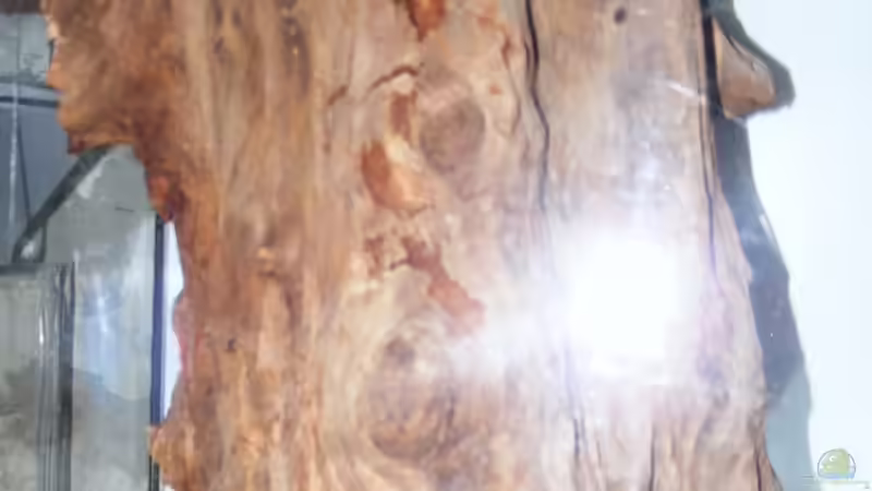 Stumpf auf Plexiglas aufgeklebt von Falk (12)