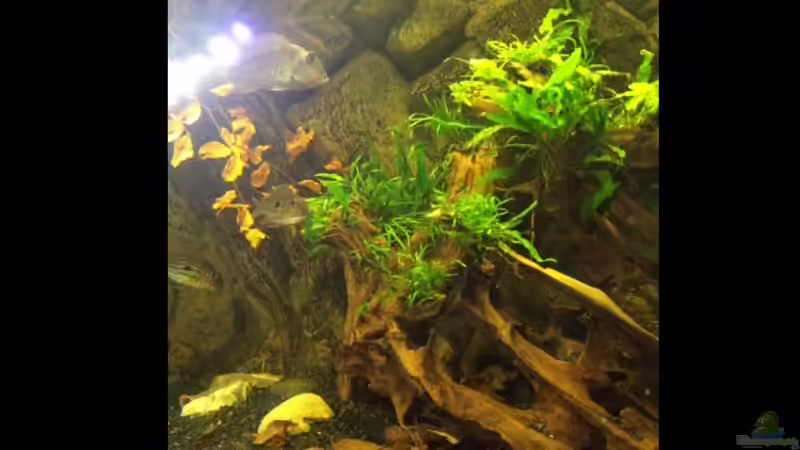 Stumpf in der Mitte mit Javafarn und Bucephalandra von Jonas B. (22)