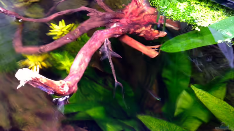 Sturisma aureum von oben von Michel (50)