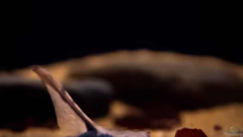 Sturisoma  von DiskusMummy (37)