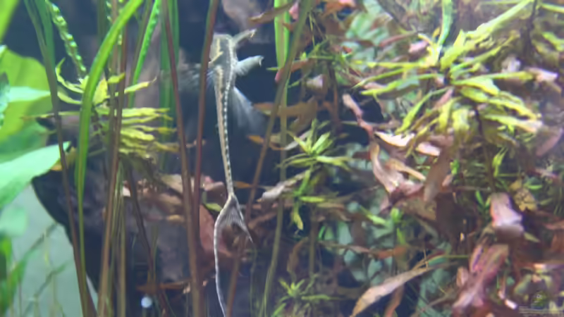 Sturisoma  von Schmausi (27)