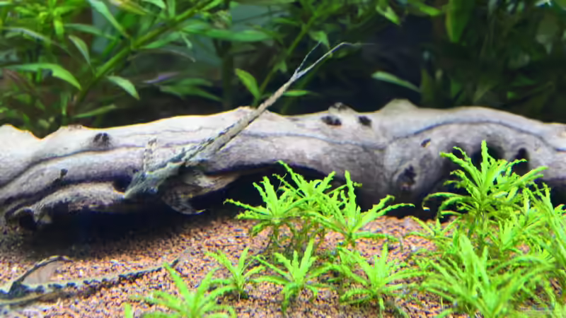 Sturisoma  von Schmausi (29)