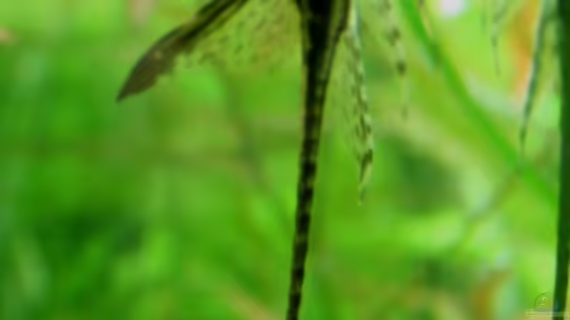 Sturisoma aureum  von @mazonas (16)