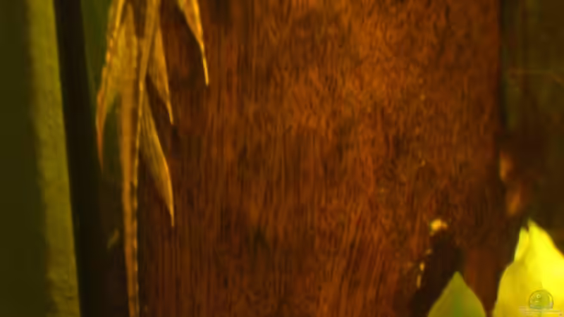 Aquarien mit Sturisoma aureum (Einrichtungsbeispiele für Gold-Störwelse)