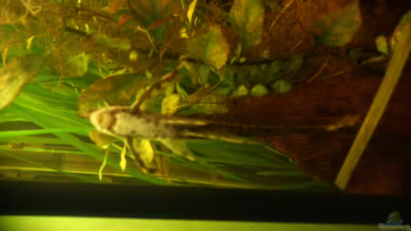 Sturisoma aureum Geschlecht unbekannt von Kai Heermann (23)