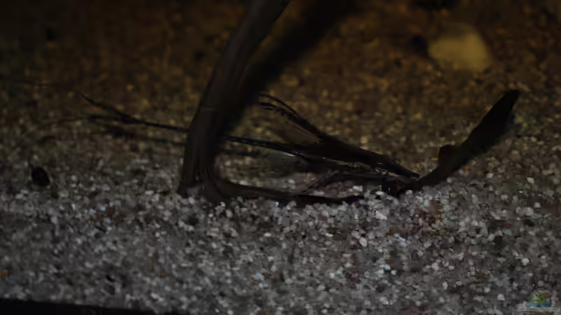 Sturisoma aureum in voller Pracht (Blitz) von Alex S (34)