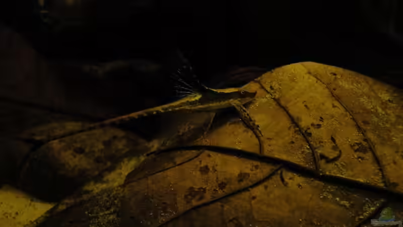 Sturisoma Aureum juvenil von Laura (49)