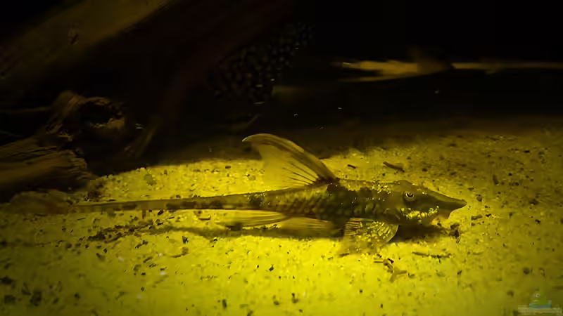 Sturisoma aureum Männchen von Sebastian Müller (56)