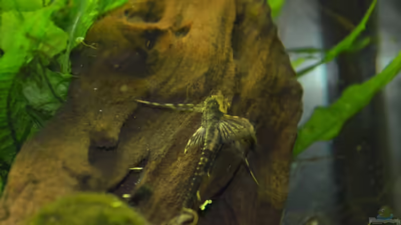 Sturisoma aureum von aRei (11)