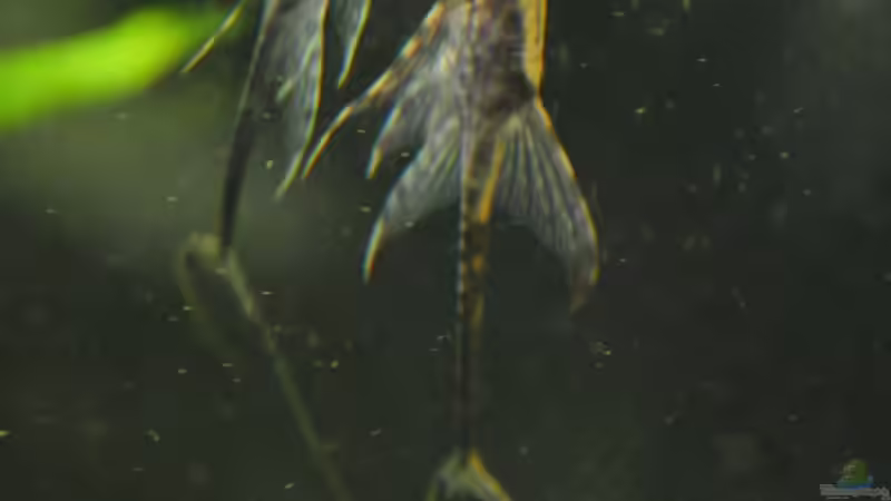 Sturisoma aureum von aRei (12)