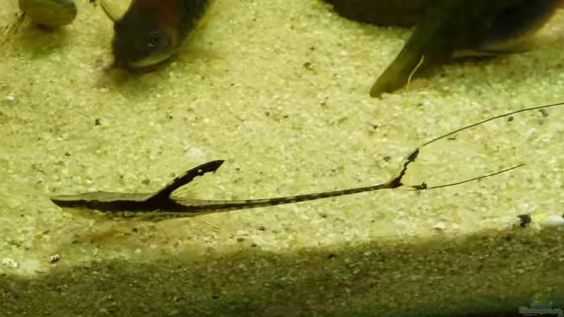 Sturisoma aureum von Guzzi-Werner (49)