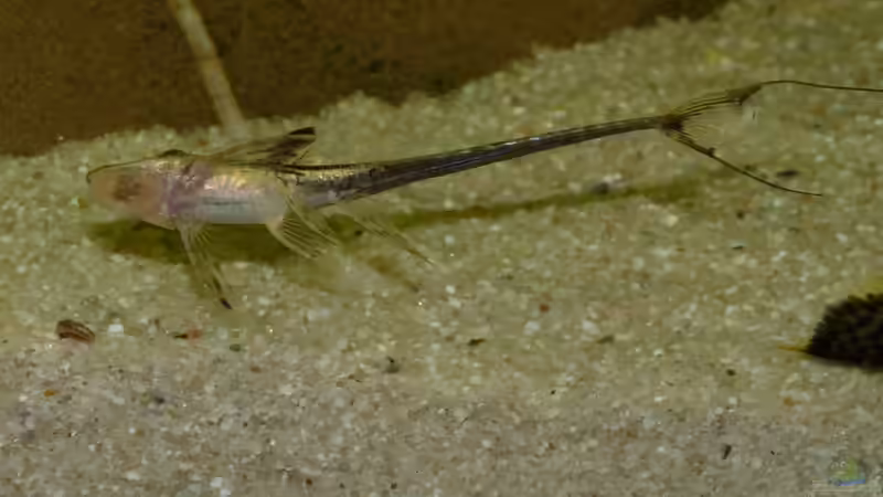 Sturisoma aureum von Guzzi-Werner (54)