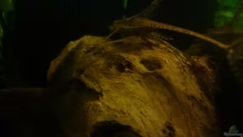 Sturisoma aureum von Karim C (33)