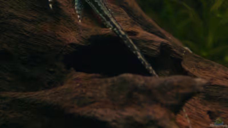 Sturisoma aureum von Stephan Münker (14)