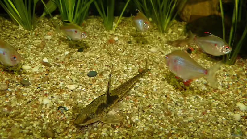 Sturisoma aureum Weibchen und Kischflecksalmler 31.07.14 von ~Marco~ (69)