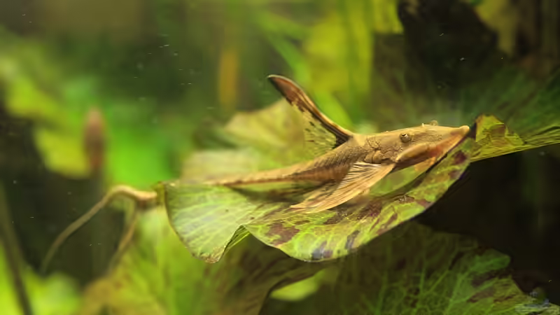 Aquarien mit Sturisoma aureum (Einrichtungsbeispiele für Gold-Störwelse)