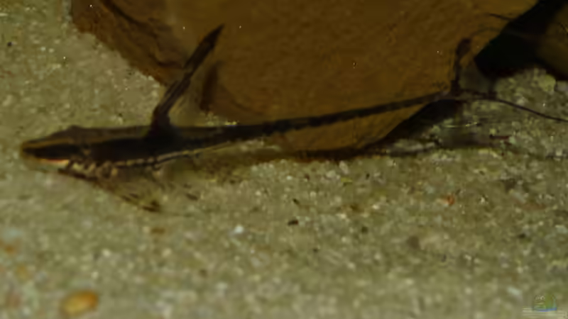 Aquarien mit Sturisoma aureum (Einrichtungsbeispiele für Gold-Störwelse)