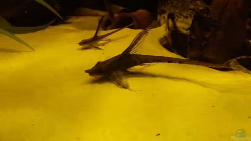 Aquarien mit Sturisoma aureum (Einrichtungsbeispiele für Gold-Störwelse)