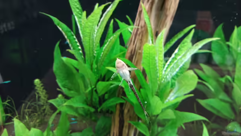 Sturisoma festivum... von Torsten Bullmahn (78)