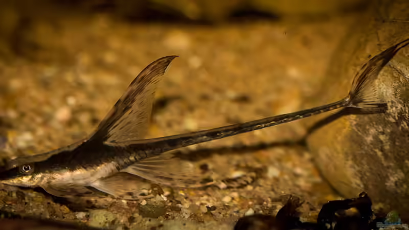 Sturisoma festivum - Langflossen-Harnischwels  ... von AjakAndi (24)