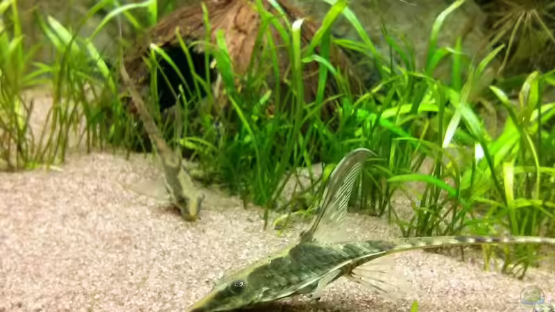 Sturisoma festivum  von Aalfred (11)