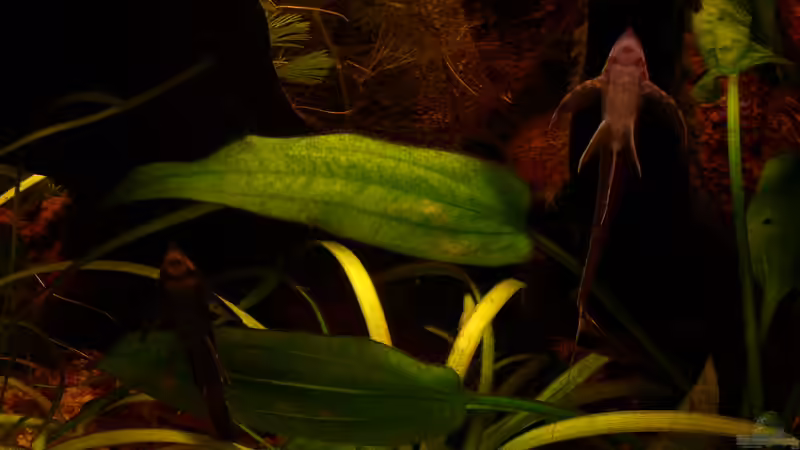 Sturisoma festivum (links Männchen, rechts Weibchen) von @quarium Cologne (88)