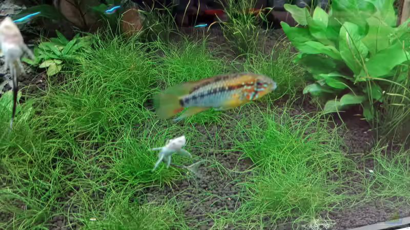 Sturisoma festivum und Apistogramma macmasteri ( M )  von Torsten Bullmahn (79)