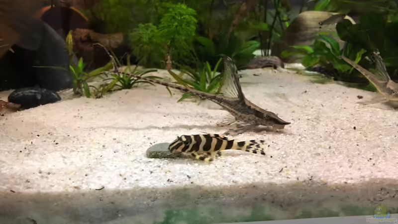 Sturisoma festivum und L134 von stroelly (42)