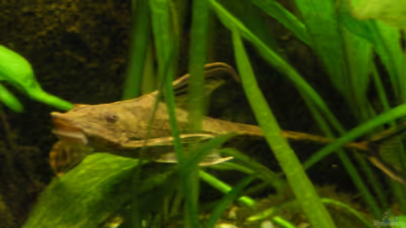 Sturisoma festivum von @quarium Cologne (102)